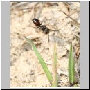 Nomada furva sheppardana - Wespenbiene 03 5mm.jpg